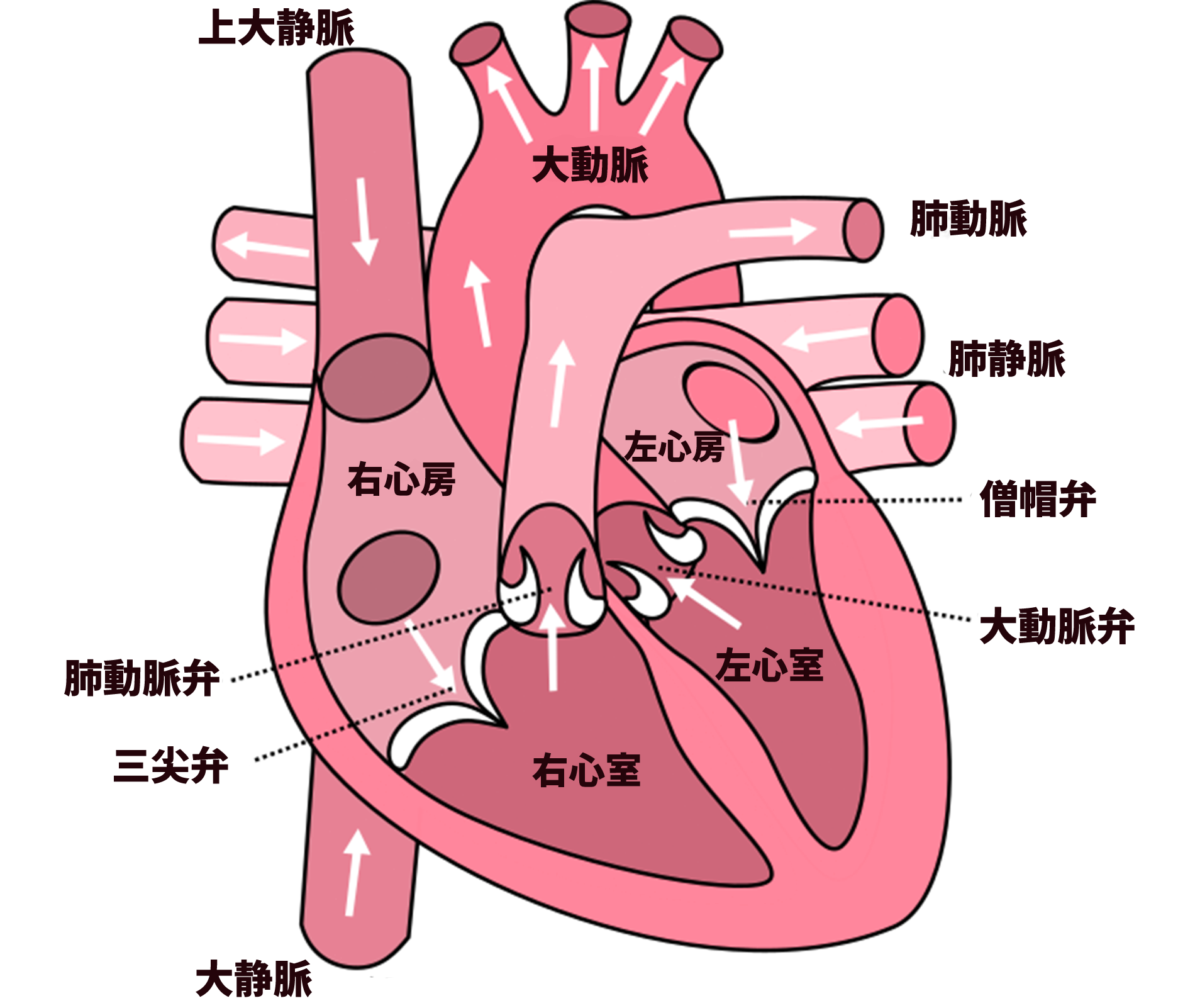 心臓 の 断面 図